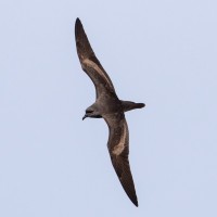 Bulwer's Petrel